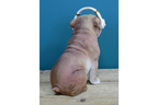 Dog With Headphones