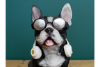 Dog With Headphones