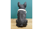 Dog With Headphones