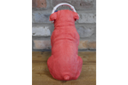 Dog With Headphones