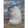 Arms Crossed Bulldog