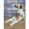 Stretching Dog