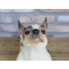 Stretching Dog