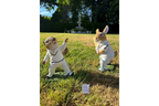 Squirrel Bowler