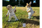 Squirrel Bowler