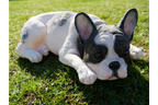 Laying Dog