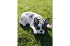 Laying Dog