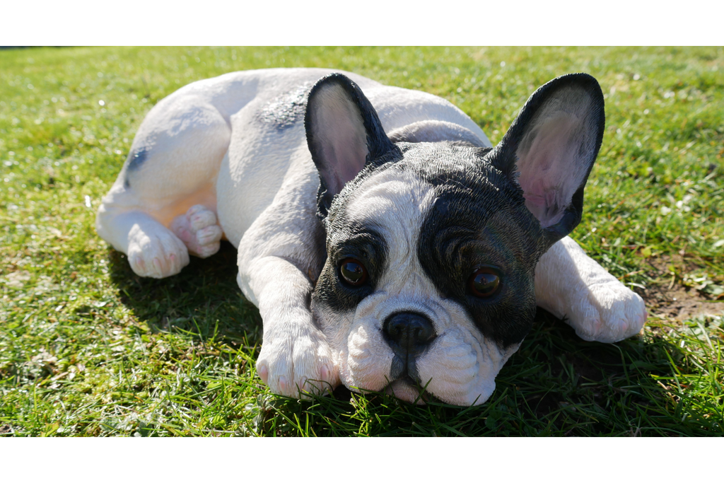 Laying Dog