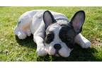 Laying Dog