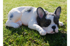 Laying Dog