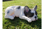 Laying Dog