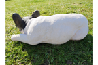 Laying Dog
