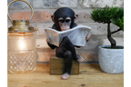 Monkey Reading The News