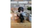 Monkey Reading The News