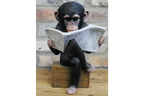 Monkey Reading The News
