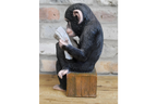Monkey Reading The News