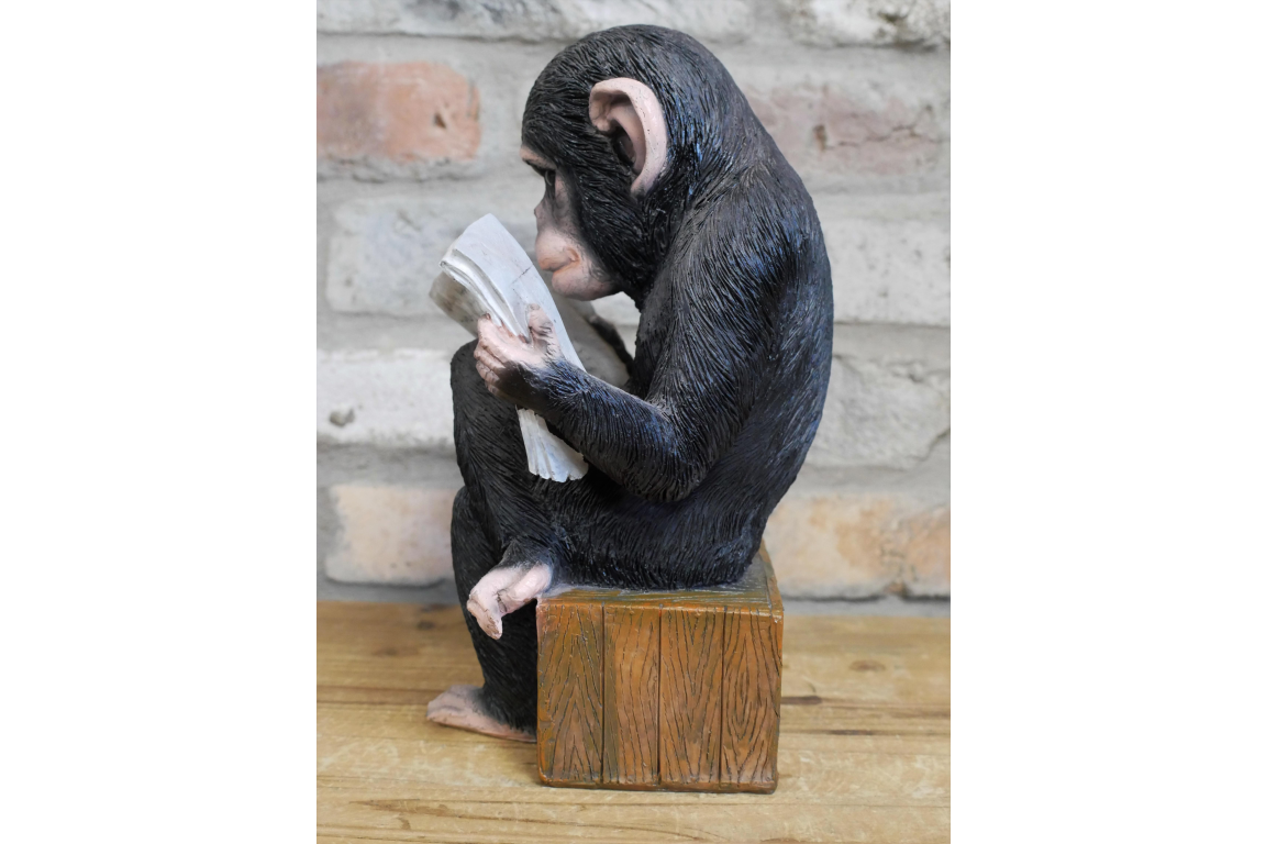 Monkey Reading The News