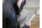Monkey Reading The News