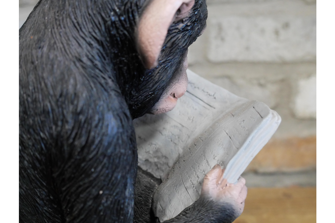 Monkey Reading The News