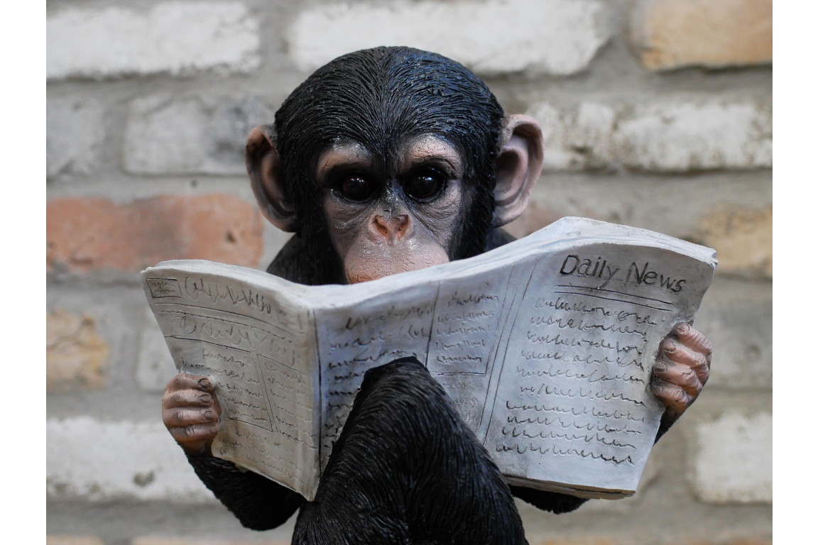 Monkey Reading The News