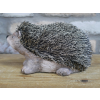 Hedgehog