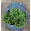 Frog Planter