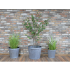 Set Of 3 Tubs