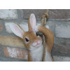 Hanging Rabbit