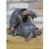 Happy Tortoises