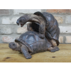 Happy Tortoises