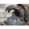 Happy Tortoises