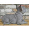 Laying Dog (Frenchie)