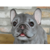 Laying Dog (Frenchie)