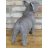 Standing Dog (Frenchie)