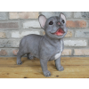 Standing Dog (Frenchie)