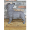 Standing Dog (Frenchie)