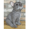 Sitting Dog (Frenchie)