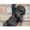 Hanging Baby Gorilla