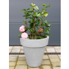 Plant Pot
