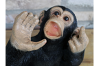 Up Yours Monkey Wine Holder