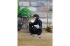 Cup Of Tea Monkey