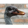 Emu Bust