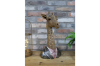 Giraffe Bust