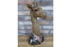 Giraffe Bust