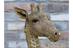 Giraffe Bust