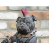 Bulldog On Motorbike