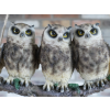 Three Owls On A Branch