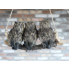 Three Owls On A Branch