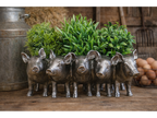 Pig Planter