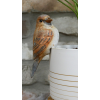 Bird Pot Hanger